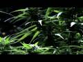 Wax f/ YG - Flyin wit the Birds music video