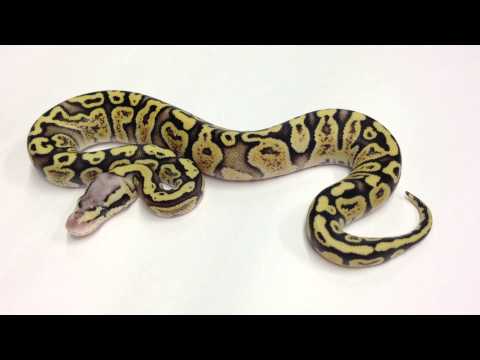 YouTube reptile video