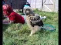 Snoozy the Eurasian Eagle Owl 2