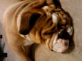 Zeus snoring away
