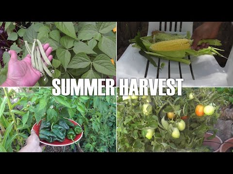 how to harvest bush beans