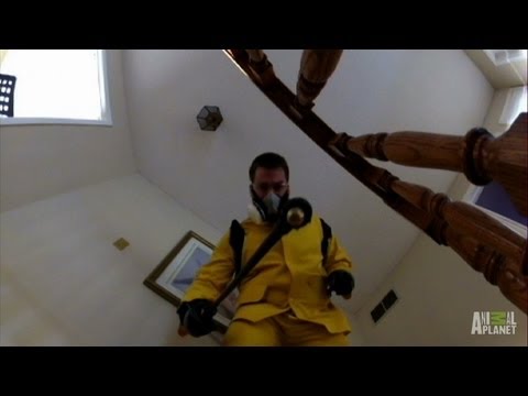 how to discover bugs