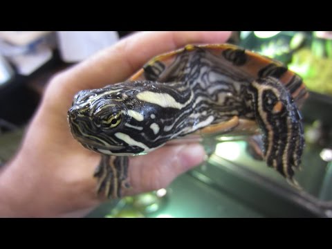 YouTube reptile video