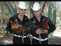 Los Cuates De Sinaloa - Junior Terrazas