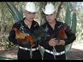 Los Cuates De Sinaloa - Junior Terrazas