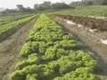 Eritrea - Wefri Warsay Yeke'alo