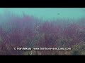 Neon tetras, Paracheirodon simulans in their natural habitat