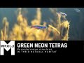 Neon tetras, Paracheirodon simulans in their natural habitat
