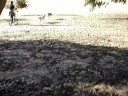 URBAN MUSHING