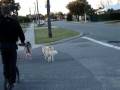URBAN MUSHING