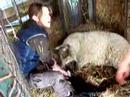 Lamb Midwifery