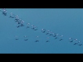 The Cinematic Orchestra – Arrival of the Birds clip