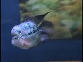 Arowana, Flowerhorns and Parrot cichlids