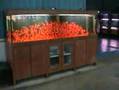 Arowana, Flowerhorns and Parrot cichlids
