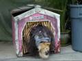 Fluffy's Dog House