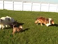 Puppies at 7 weeks with Mom and Aunt Pearl