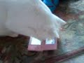 Cute Cat Attacks Nintendo Ds