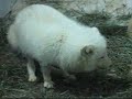 Artic Fox in Hong Kong