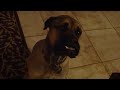 Coda, the Bull Mastif