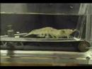 SHRiMP ON A TREADMiLL (DUB ?EMIX)