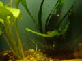 bebe plati en acuario comunitario bebe plati en acuario comunitario
