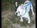 bulldog frances golfo