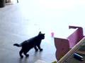 Shadow-the-Kitten