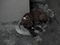 Dogs