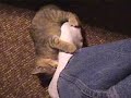Joe Attacks my Foot