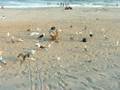 rockaway