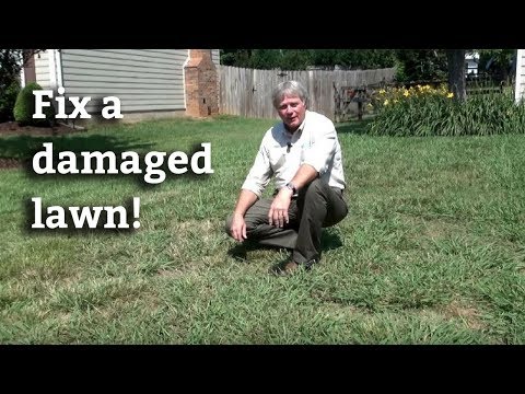 how to grow grass