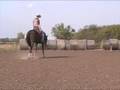 Zippos Old Gold gelding