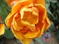 Necip Fazil