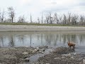 Dogs at Ingelwood Golf Course