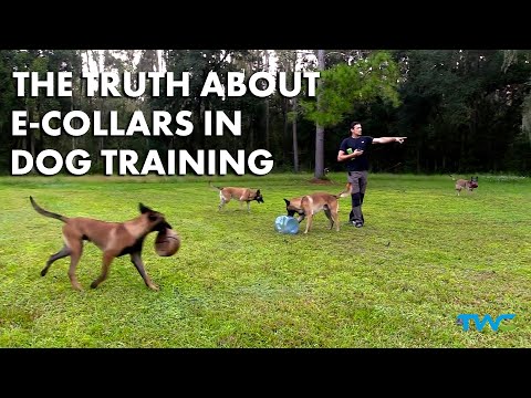 video-linktoworks-THE TRUTH ABOUT E-COLLARS IN DOG TRAINING || Ivan...