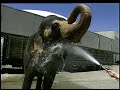 Ellen Animals Elephant Outtakes Ellen Animals Elephant Outtakes