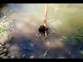 Trout swims!