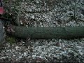 zetor 6945 is skiddind a tree
