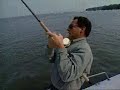 Striped Bass Chasing Live Bunker Striped Bass Chasing Live Bunker