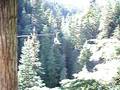 videos de Whistler - zip lining 3