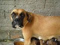 Boxer Malu 1