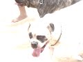 Buldogue Campeiro Achilles e Diesel na praia 1 Buldogue Campeiro Achilles e Diesel na praia 1
