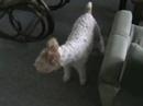 Foxterier Niki a jezevcice Betty