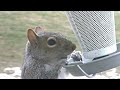 Squirrel at the bird feeder, close-up, slow-motion Squirrel at the bird feeder, close-up, slow-motion