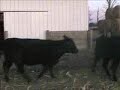 Pohlman Breds 9 Pohlman Breds 9