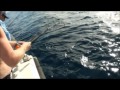 www.reefari.com Cobia or Black Kingfish are great sport, and this one was caught on a Pakula skirted lure. We were trolling between spots, and picked up this Cobia, as well as a couple of Mack Tuna. Well worth a troll to break things up and you never know what you'll come across. We were out wide and also hoping for a sailfish or cobia. We get a good run of cobia over the summer months in Mackay and we actually caught two on this trip. Both about the same size, although the other was on a bait on a paternoster rig reef fishing. Size Cobia grow big in Queensland waters, with a record fish of 32.5 kg taken at Alan Grey off Caloundra on 6 kilo line, a current ANSA Record. Now that's a big cobia, but they do grow into 60 kilo monsters. More commonly, though, anglers catch cobia in the 5-15kg range. Any fish around 20 kilos is notable and 30kg-plus cobia are well and truly tropy fish. Cobia are great sport, fight clean and can be caught on light line if sportsfishing is your thing. Be careful on the gaff, as alot of cobia are green and come to the boat easily, only to be lost alongside, take your time. Make sure you subscribe with heaps of great fishing tips and videos to come. Cheers Greg Make sure you check out our mothershipping fishing charters for some of the best reef fishing the Great Barrier Reef has to offer. Limited trips and spaces left, http