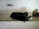 - . - my cat Touho
