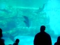 Seaquarium Público Nagoya - Japão 