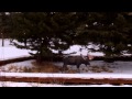 Rustic Inn nature jackson hole wy - YouTube