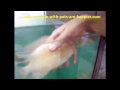 Bob, The Fish That Loves To Be Petted, And Does Not Mind Being Lifted Out Of Water!